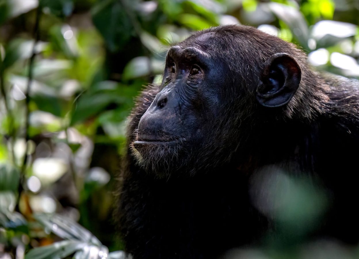 wildlife-secrets (1)